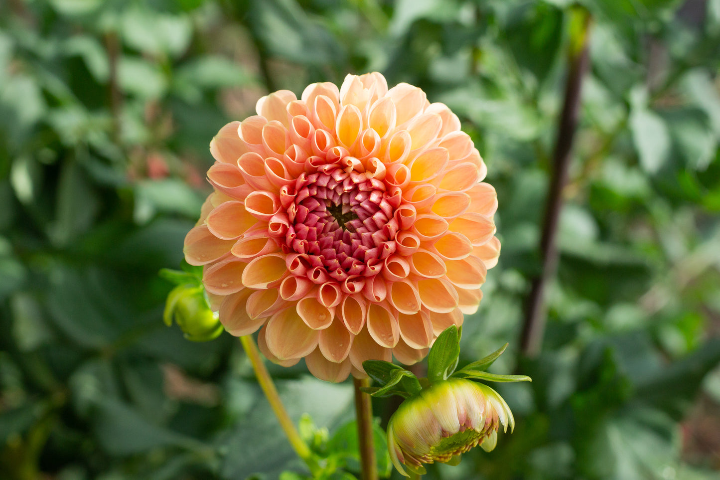 Rose Tuscano