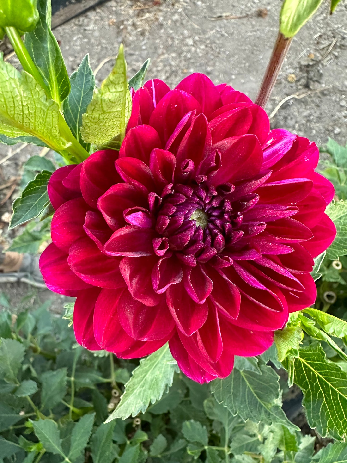 Sandia Bertha