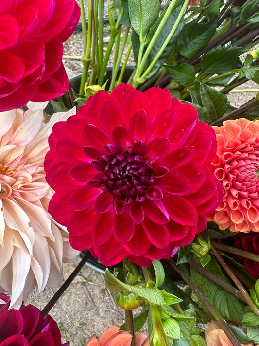 Sandia Bertha