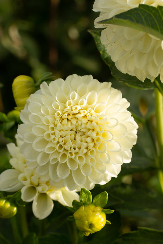 White Nettie