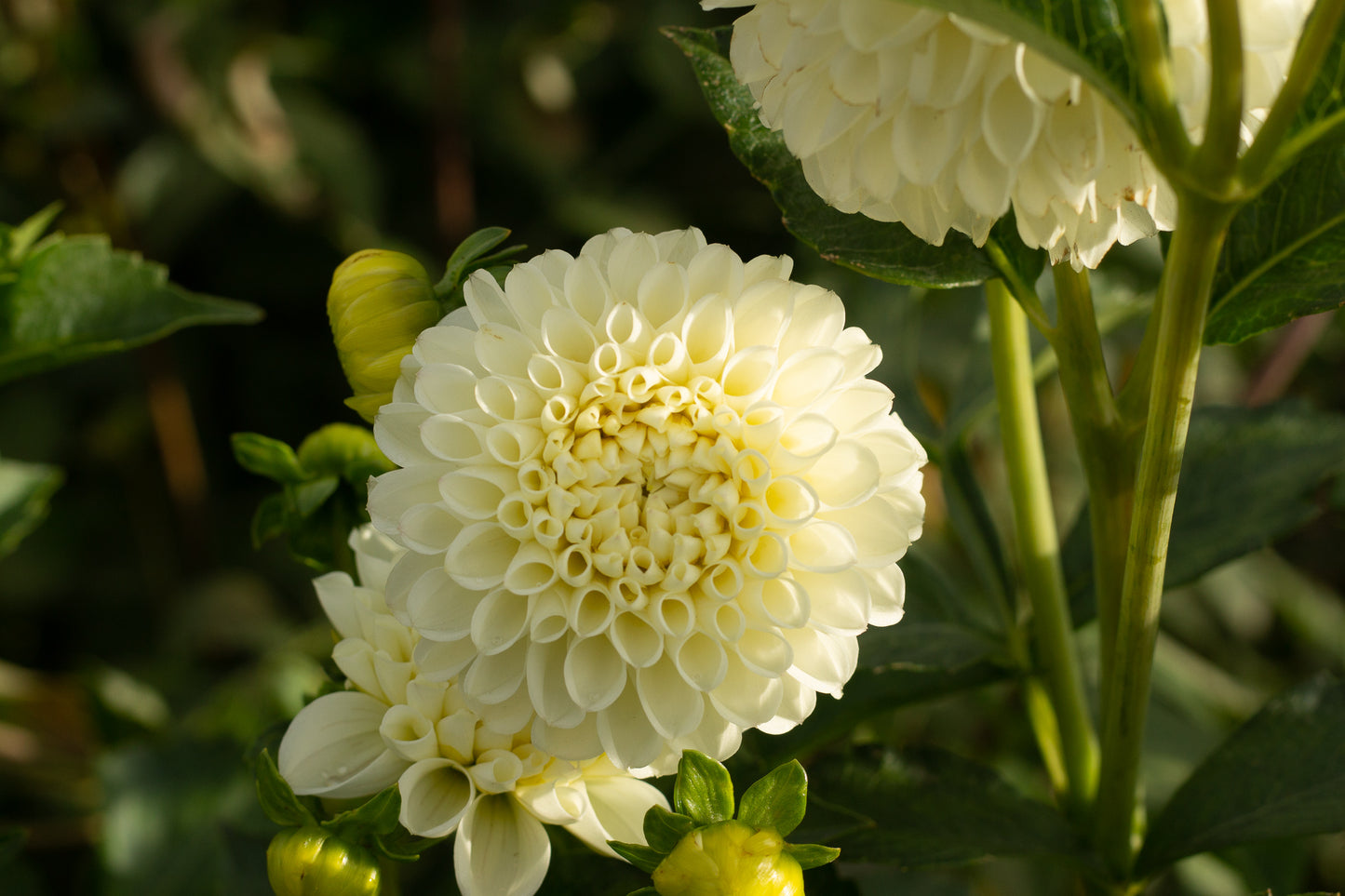 White Nettie